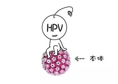 感染HPV.jpg